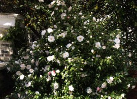 camelia-4-blog (1)